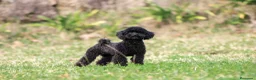 Caniche Toy perros en venta: Caniches toy machos negros - Anuncio 1