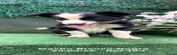 Border Collie perros en venta: Border Collie De Villa Biznaga - Anuncio 8