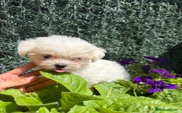 Bichón Maltés perros en venta: BICHÓN MALTÉS  - Imagen 5