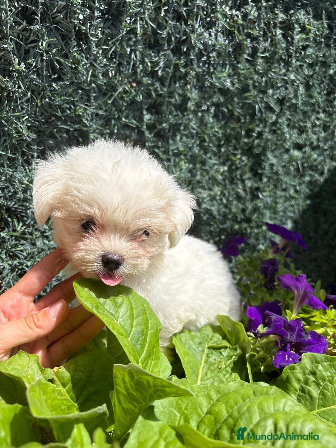 Bichón Maltés perros en venta: BICHÓN MALTÉS  - Imagen 5