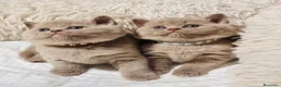 Británico de Pelo Corto gatos en venta: Brithis - Anuncio 4