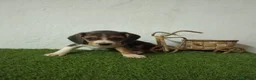 Beagle perros en venta: Beagle  - Anuncio 6