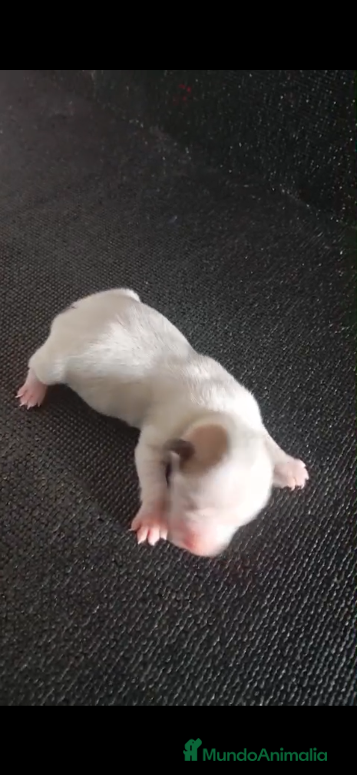 Jack Russell Terrier perros Camada de Jack Russell - Anuncio 2