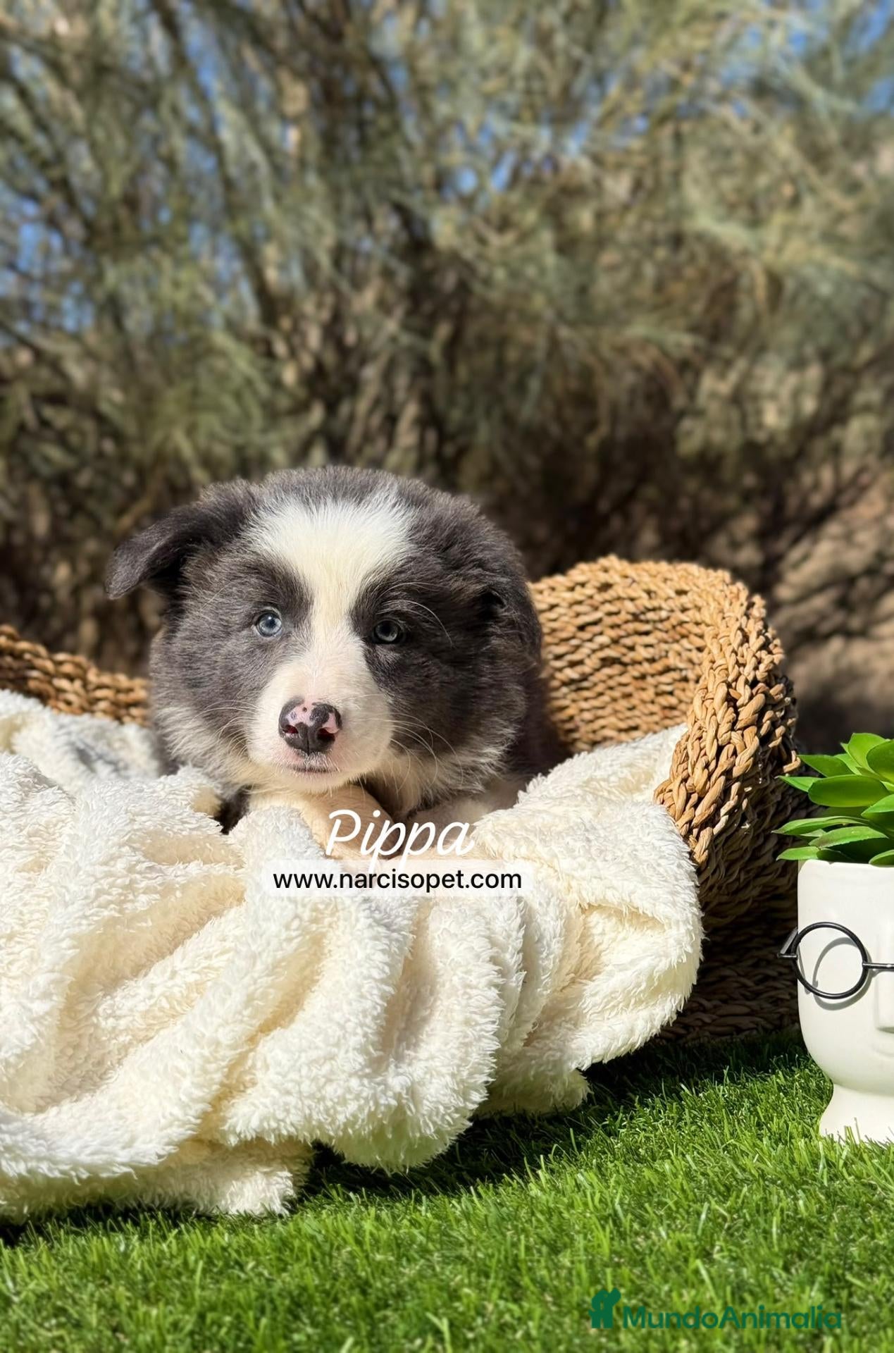Border Collie perros BORDER COLLIE HEMBRA - Anuncio 2