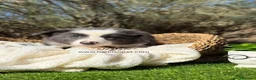 Border Collie perros en venta: BORDER COLLIE HEMBRA - Anuncio 1