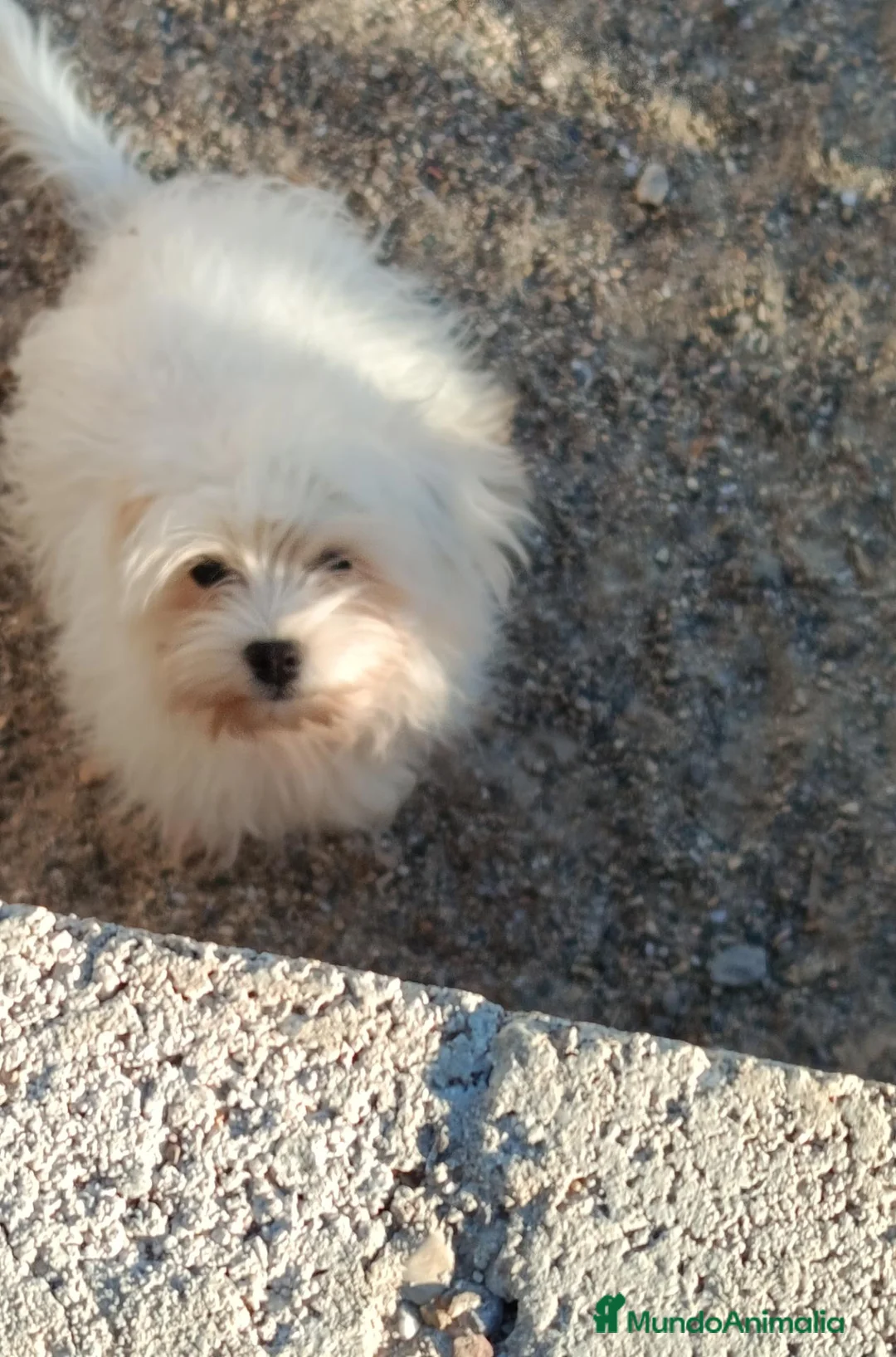 Bichón Maltés perros en venta: Bichon maltes macho 6 meses - Anuncio 2