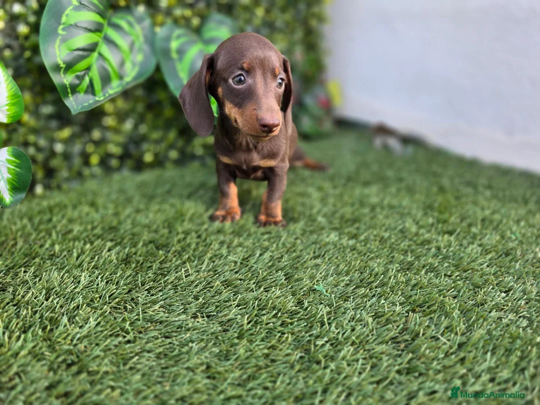 Teckel Miniatura perros en venta: TECKEL MINI & KANNINCHEN - Anuncio 2