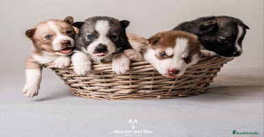 Husky Siberiano perros - Propaganda 10