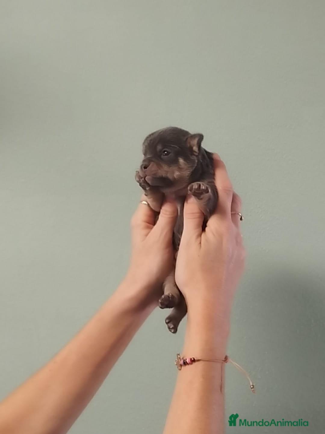 Chihuahua perros Hermoso chihuahua macho blue - Anuncio 23