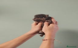 Chihuahua perros en venta: Hermoso chihuahua macho blue - Anuncio 1