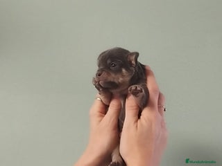 Chihuahua perros Hermoso chihuahua macho blue - Anuncio 1