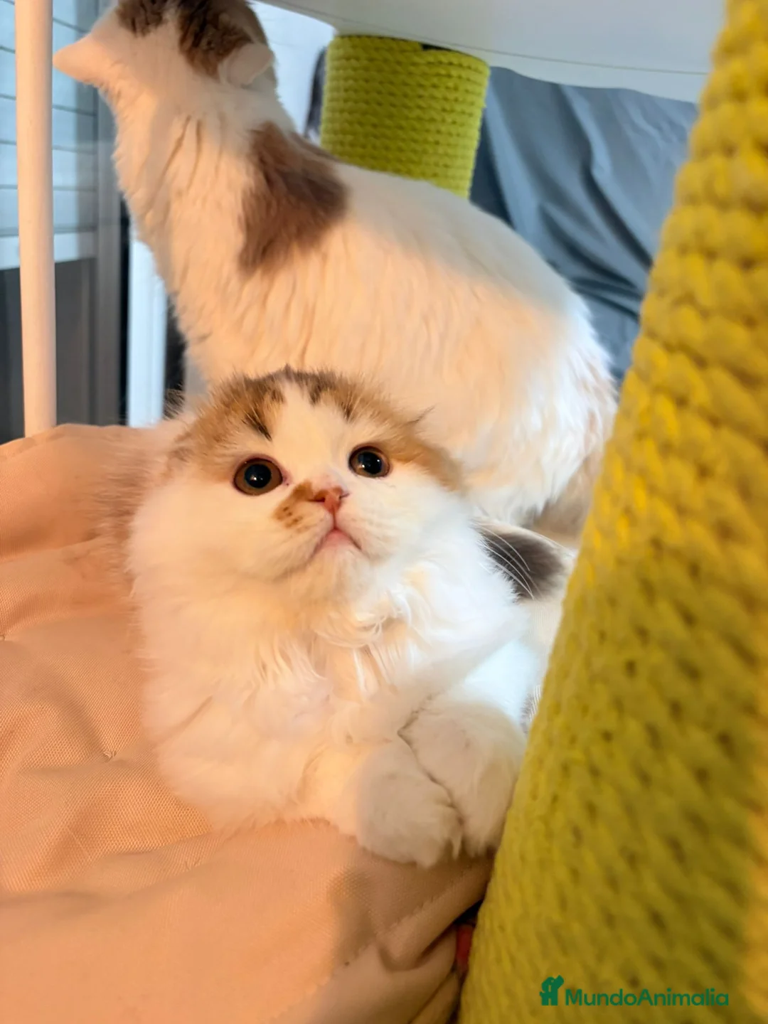 Scottish Fold gatos en venta: Scottish hembra pelo largo - Anuncio 3