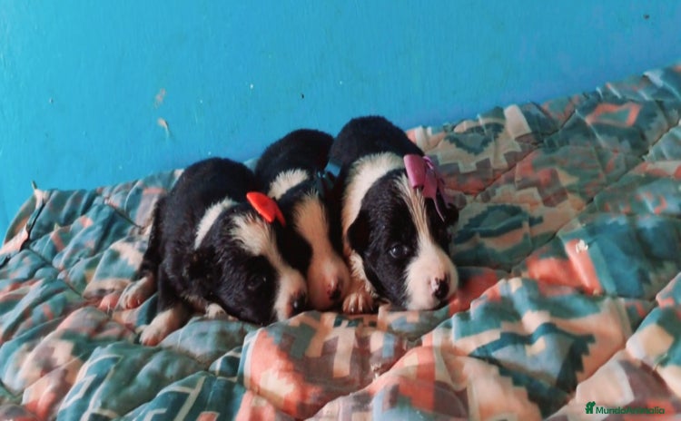 Border Collie perros - Propaganda 3