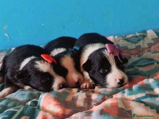 Border Collie perros - Anuncio 13