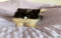 Pomerania perros en venta: Pomerania MICRO TOY  - Imagen 5