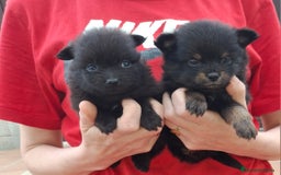 Pomerania perros en venta: Pomerania cachorros - Imagen 9