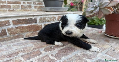 Border Collie perros Border collie - Anuncio 7