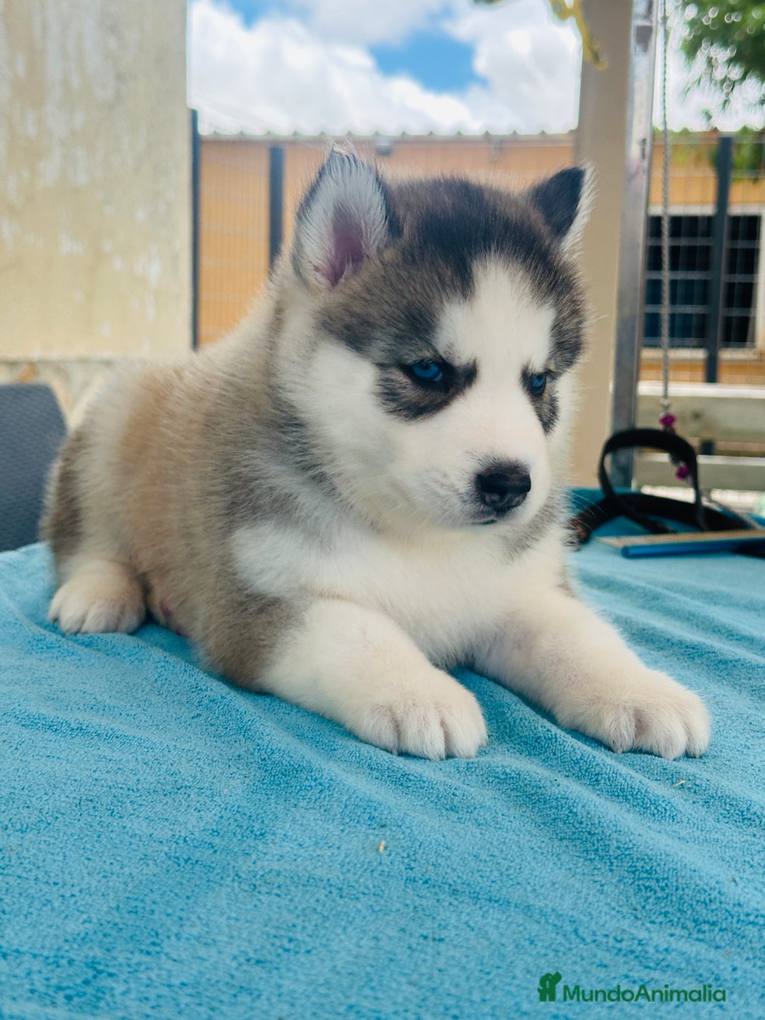 Husky Siberiano perros en venta: Cachorro husky - Imagen 2