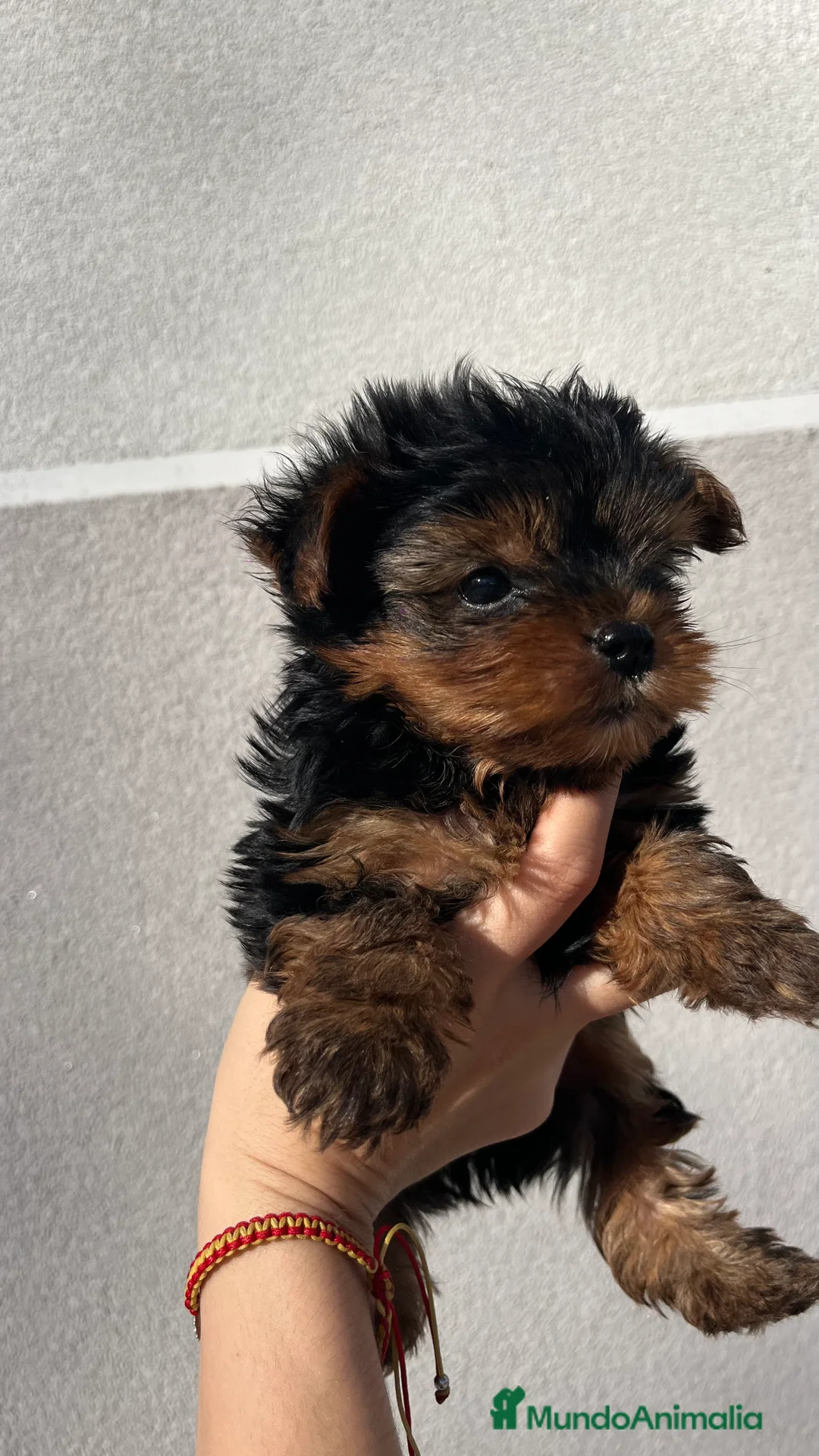 Yorkshire Terrier perros en venta: Excelente camada de yorkshair terrier  - Anuncio 3