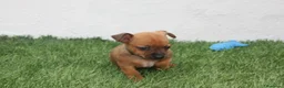 Raza Mixta perros en venta: Minijack  - Anuncio 13