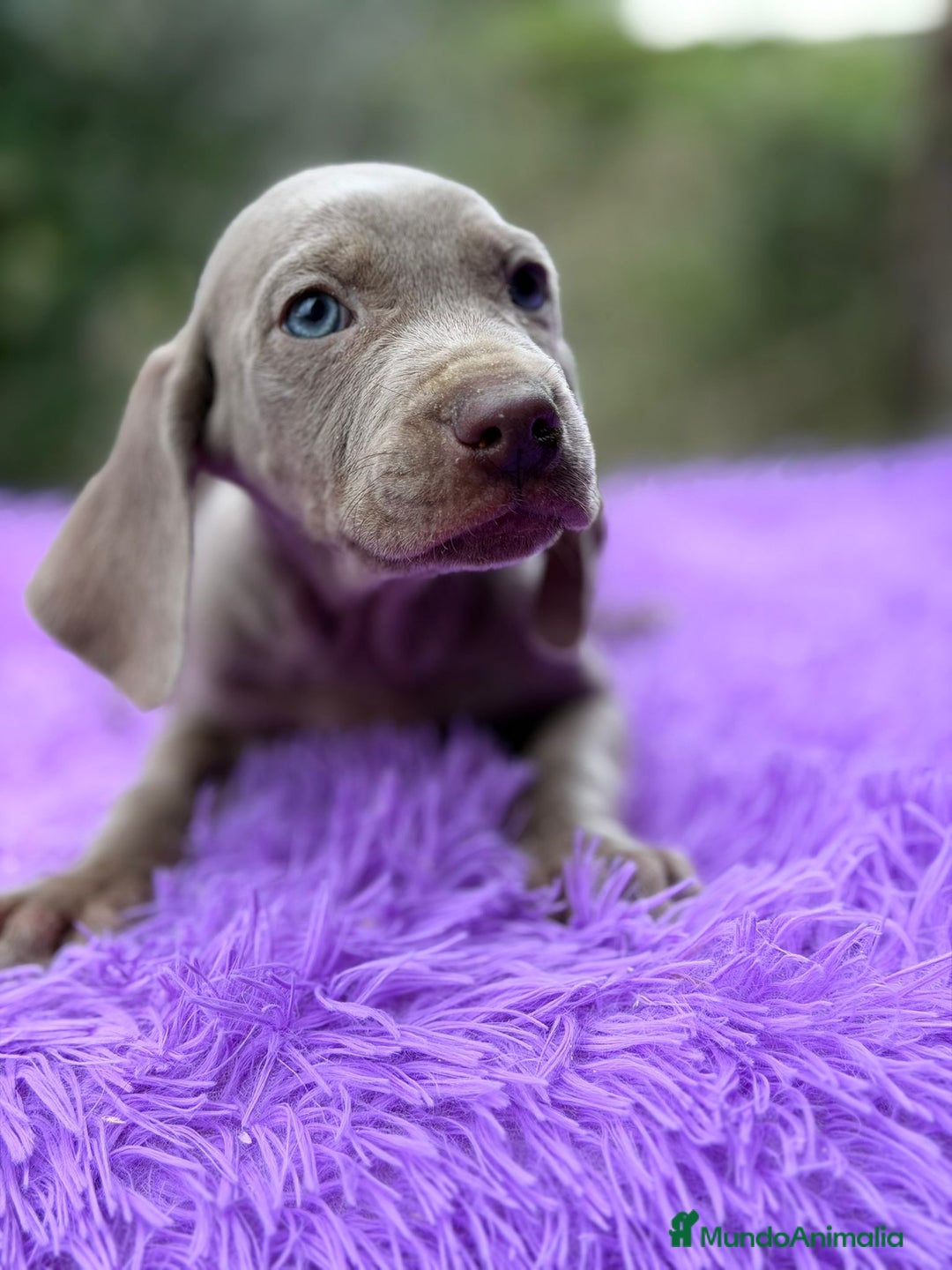 Weimaraner perros en venta: Braco de weimar hembra - Anuncio 4