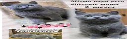 Británico de Pelo Corto Azul gatos en venta: Britanico pelo corto azul - Anuncio 8