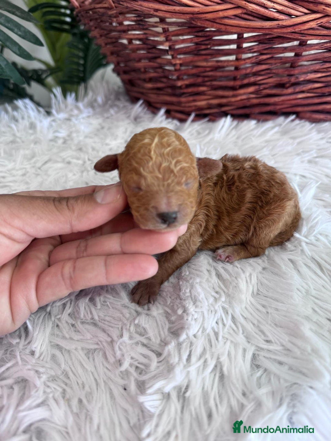 Caniche Toy perros en venta: CANICHE TOY MACHO - Imagen 6