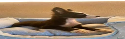 Border Collie perros en venta: CACHORROS BORDER COLLIE LÍNEA DE TRABAJO  - Anuncio 5