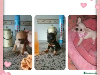 Chihuahua perros Chihuahua miniatura en Badajoz - Anuncio 17