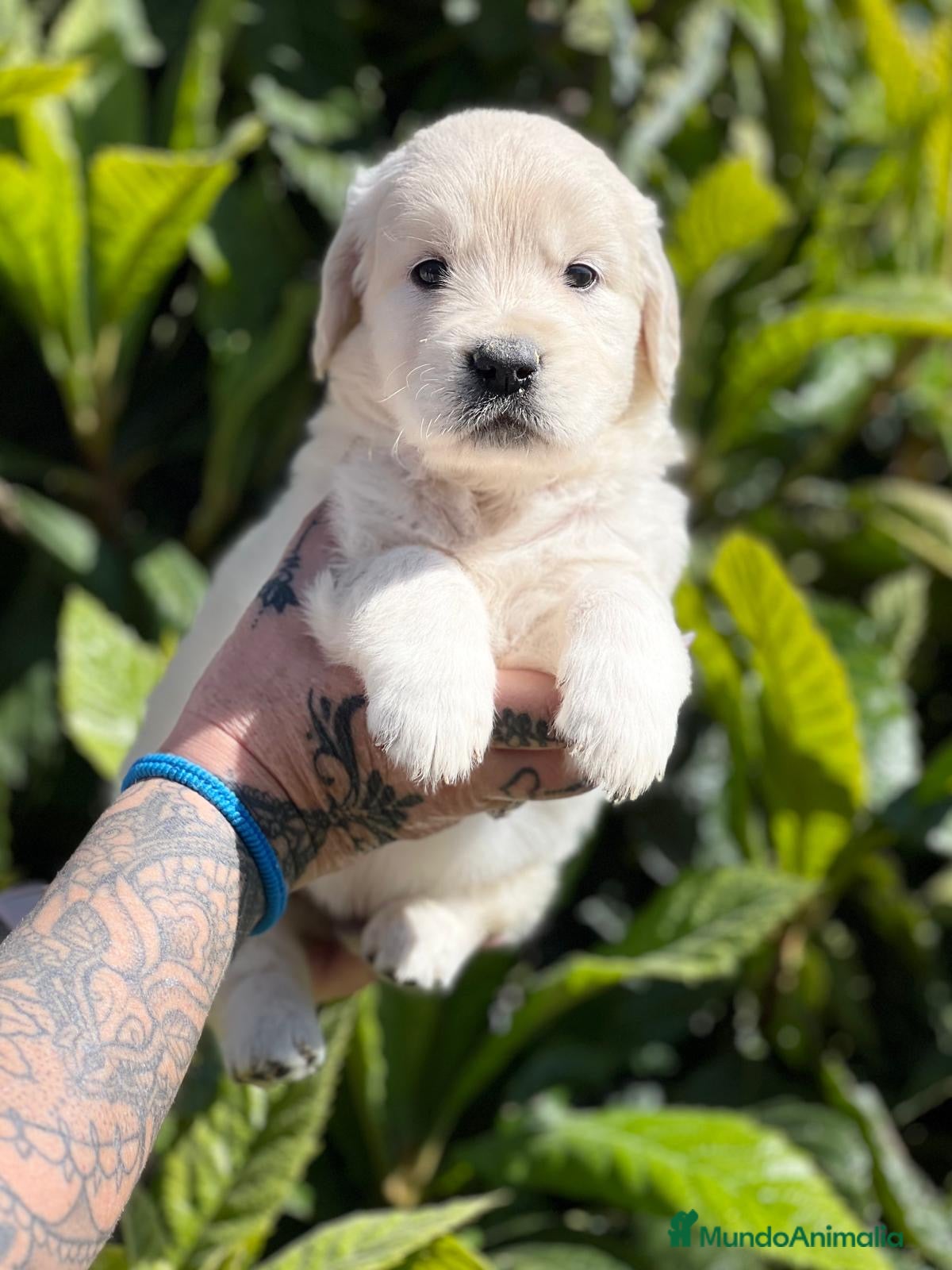 Golden Retriever perros GOLDEN MACHO en Barcelona - Anuncio 6