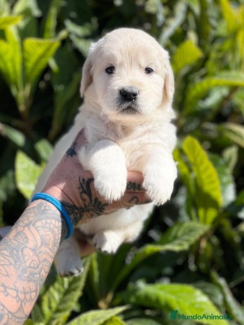 Golden Retriever perros en Barcelona - Anuncio 11