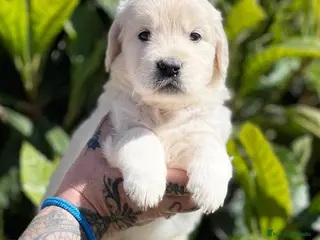 Golden Retriever perros GOLDEN MACHO en Barcelona - Anuncio 4