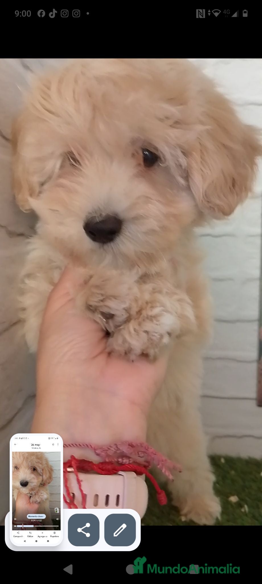 Maltipoo perros Maltipoo  - Anuncio 1