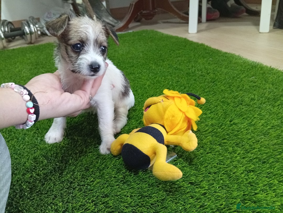 Raza Mixta perros en venta: PRECIOSA PAREJA ( LEER BIEN)  - Imagen 3