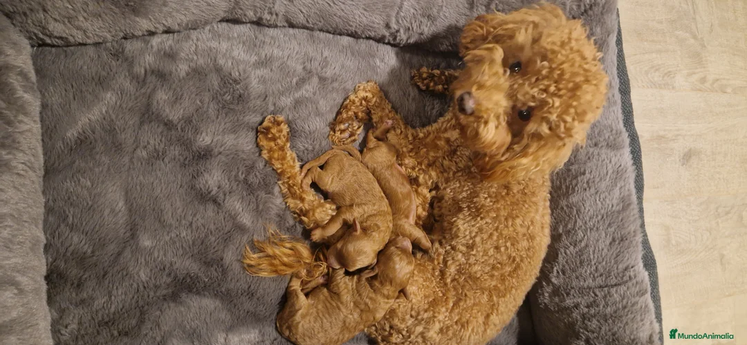 Caniche Toy perros en venta: Caniche toy rojo. - Anuncio 4