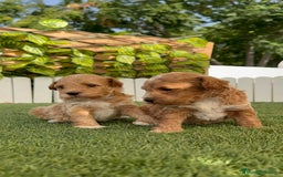 Caniche Toy perros en venta: CANICHE TOY MACHO - Imagen 3