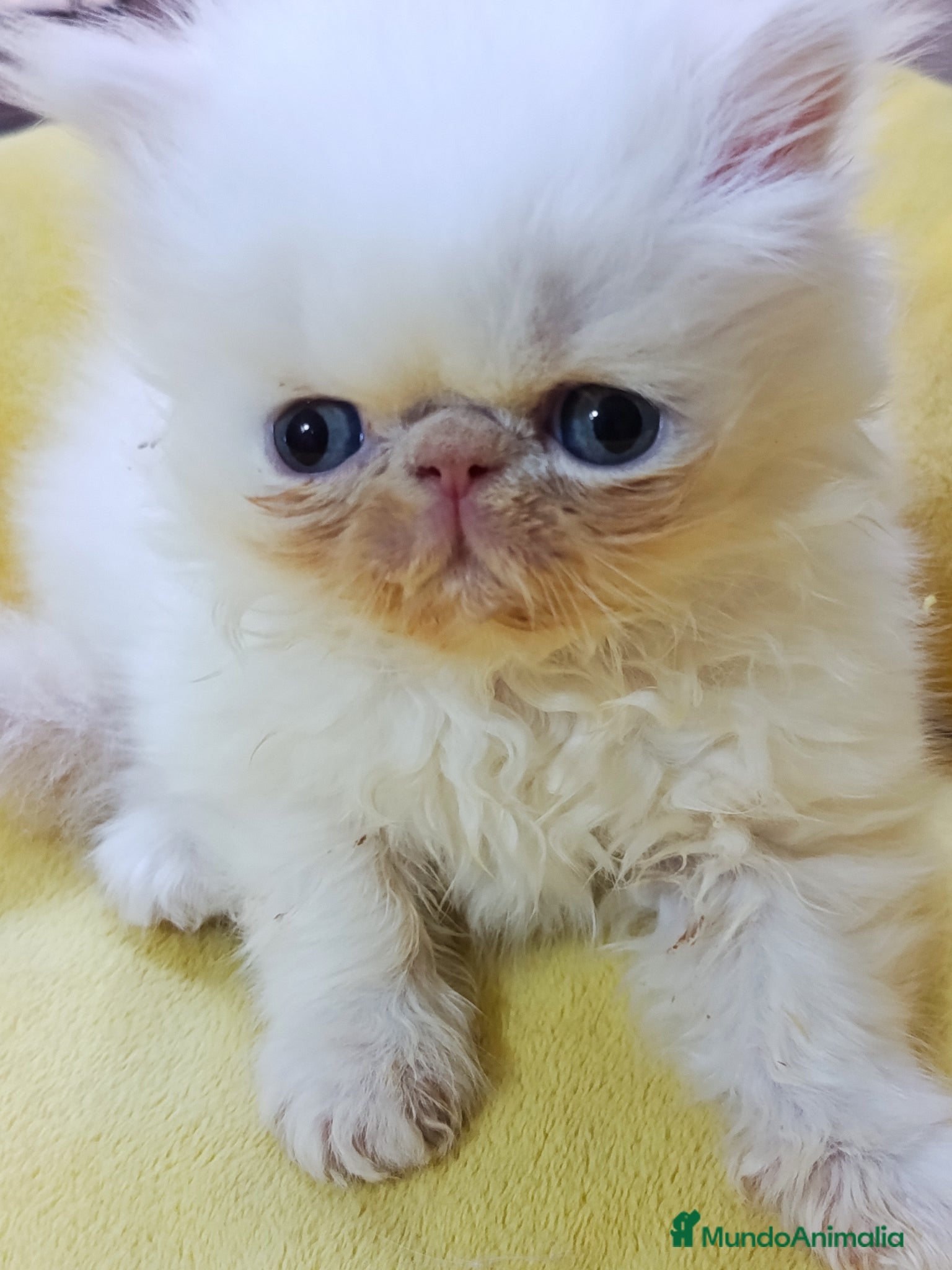 Persa gatos CACHORROS PERSAS HIMALAYOS  - Anuncio 2