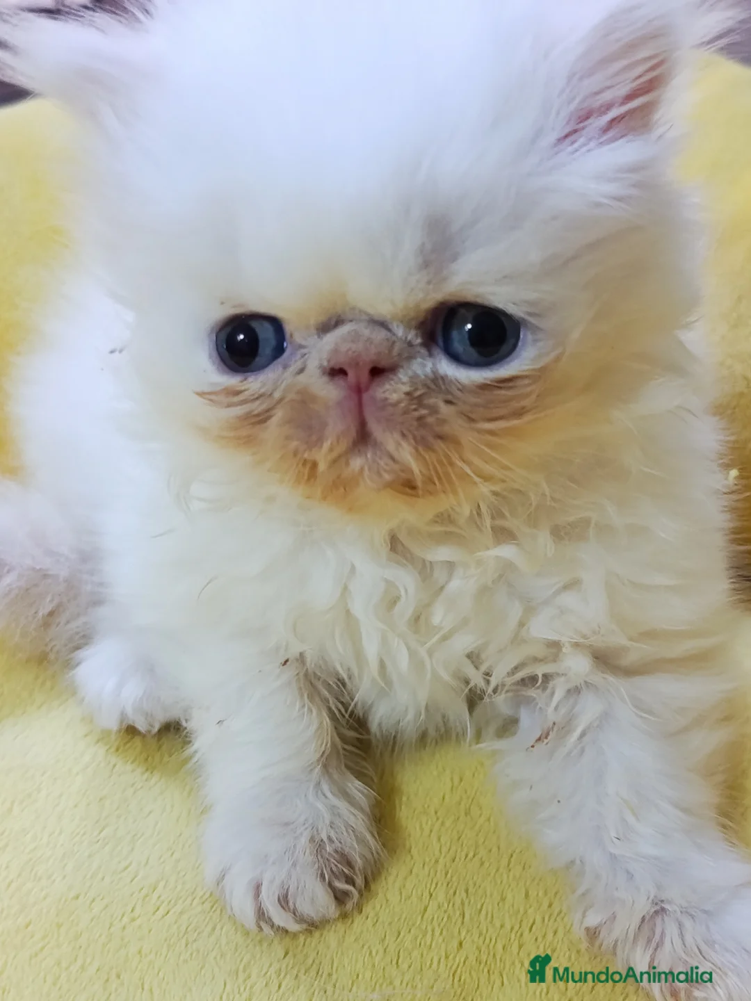 Persa gatos en venta: CACHORROS PERSAS HIMALAYOS  - Anuncio 1