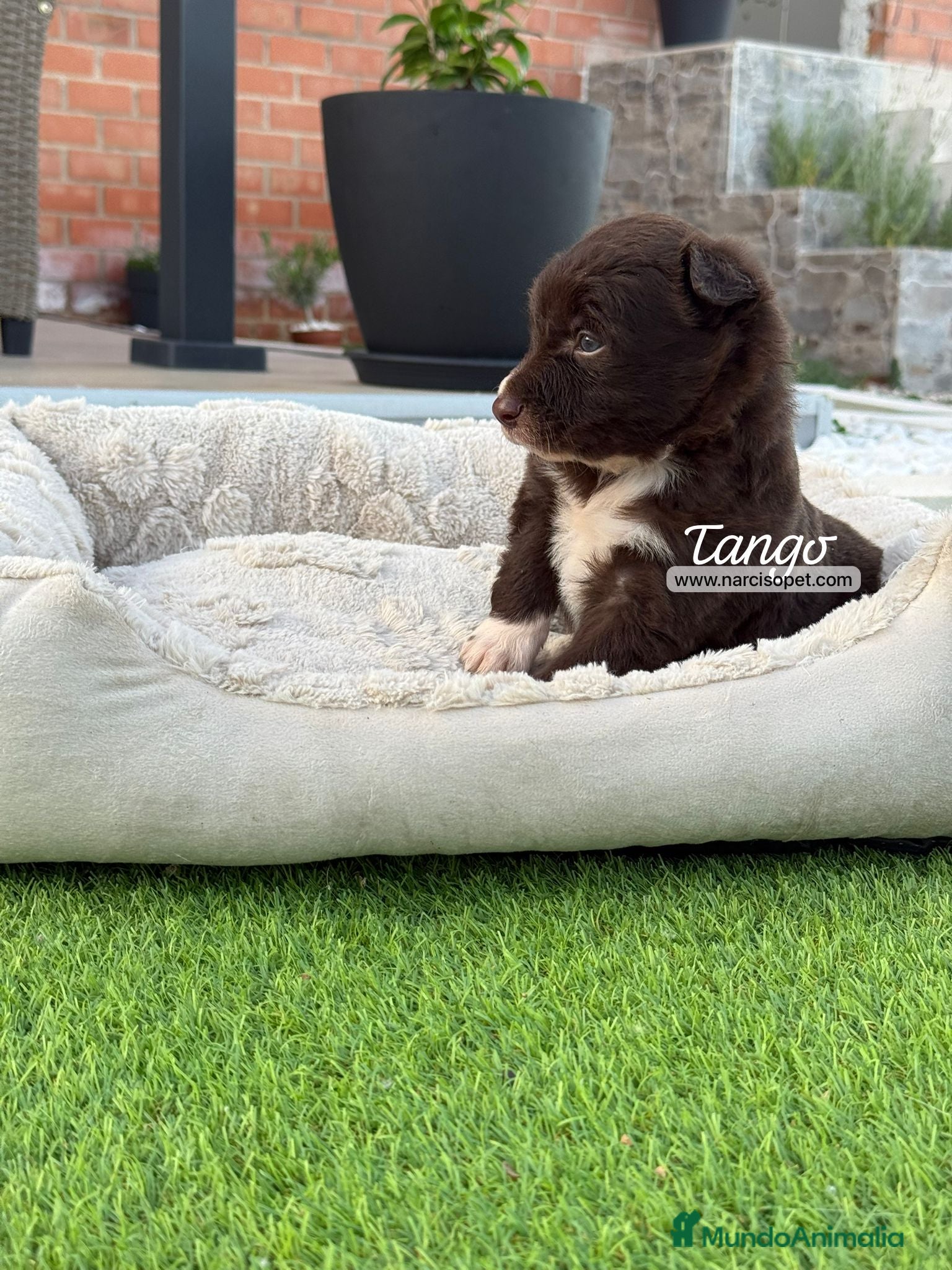 Border Collie perros en venta: BORDER COLLIE MACHO - Anuncio 3