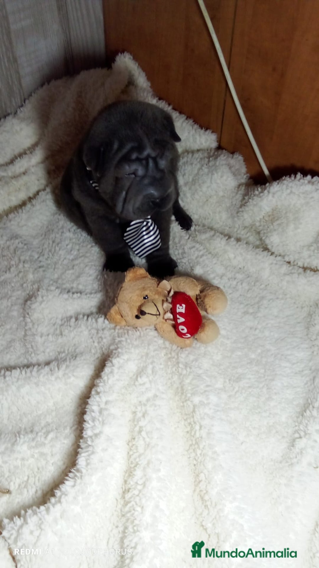 Shar Pei perros en venta: Sharpei hembra minipeis blue 💙💙🐾 - Imagen 3