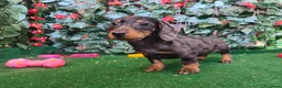 Teckel Miniatura perros en venta: Teckel mini  - Anuncio 6