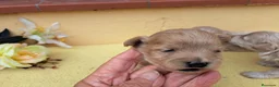 Maltipoo perros en venta: Maltipoo - Anuncio 5