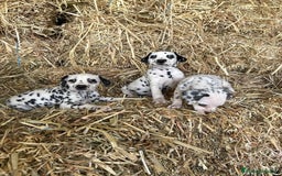 Dálmata perros en venta: Dalmata  - Imagen 4