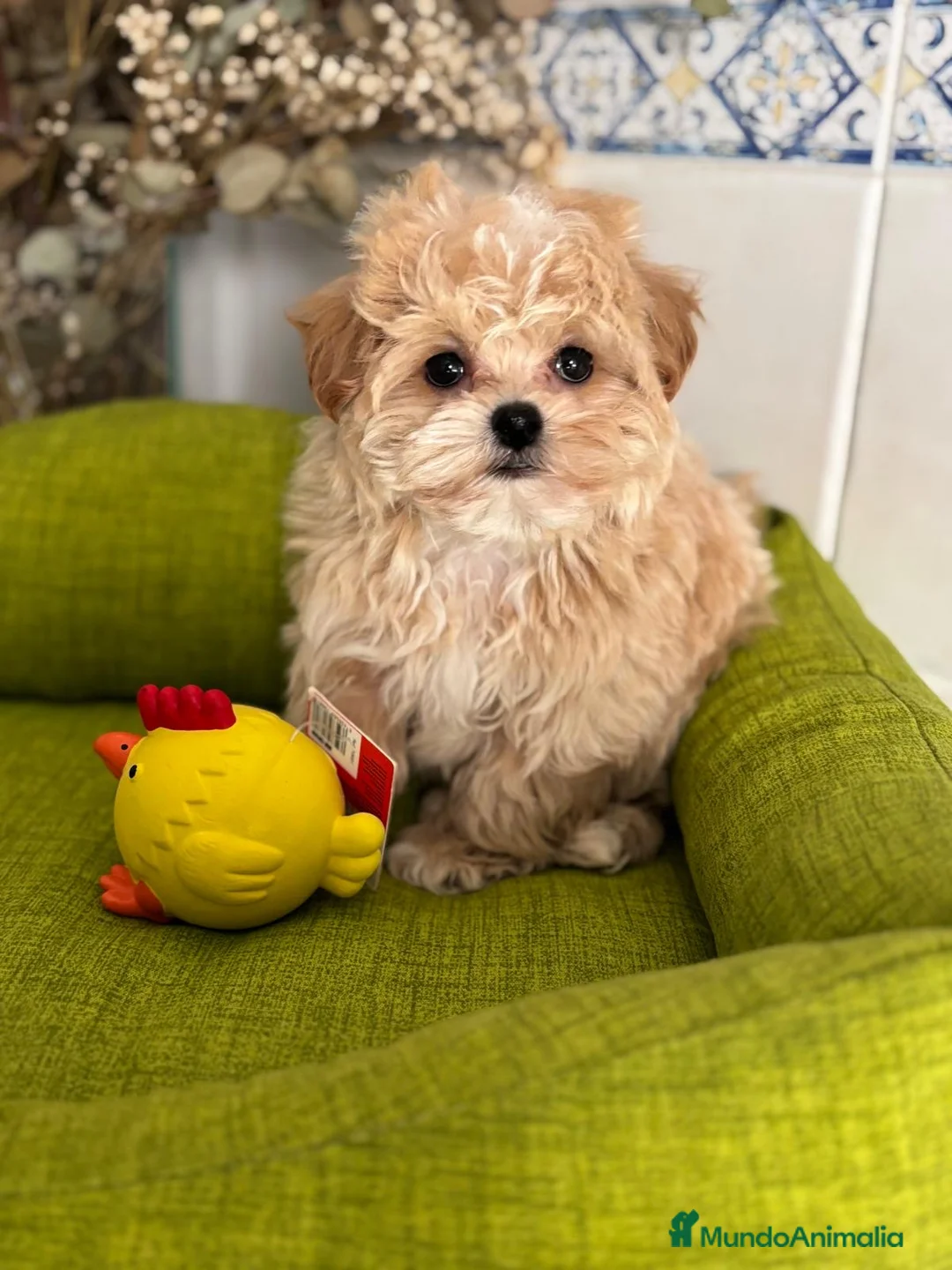 Maltipoo perros en venta: Maltipoo líneas coreana y asiática  toy - Anuncio 5