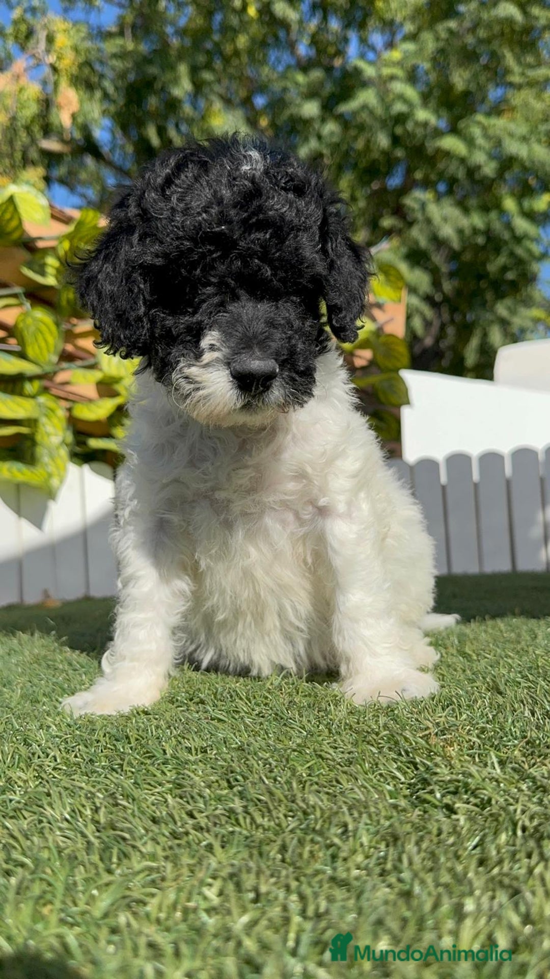 Perro de Agua Español perros en venta: PERRO DE AGUA HEMBRA - Imagen 13