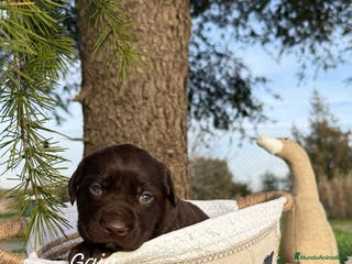 Labrador Retriever perros LABRADORES CRIA NACIONAL en Asturias - Anuncio 9