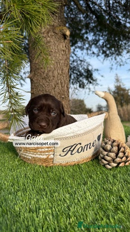 Labrador Retriever perros en Asturias - Anuncio 10