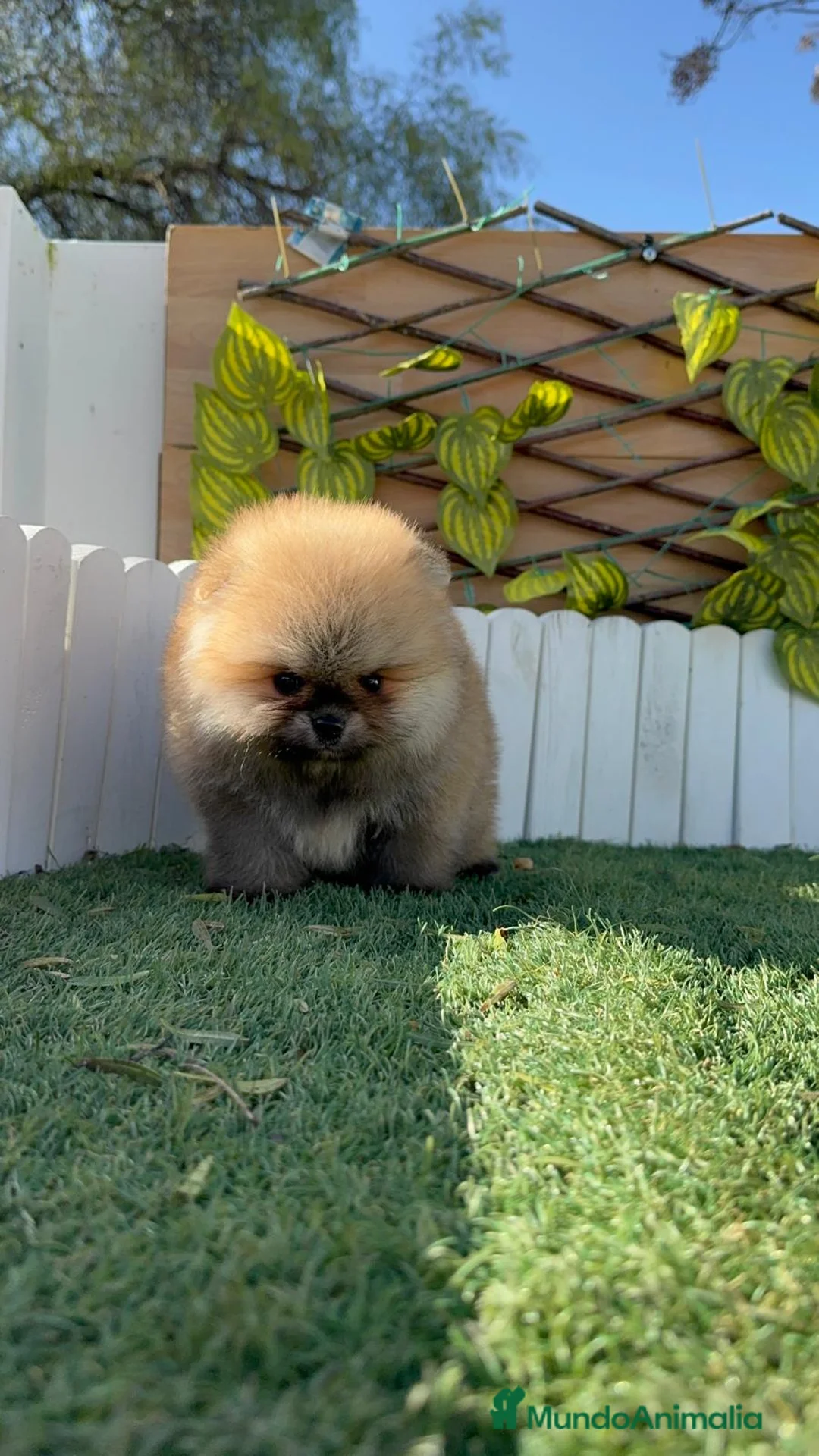 Pomerania perros en venta: POMERANIA - Anuncio 13