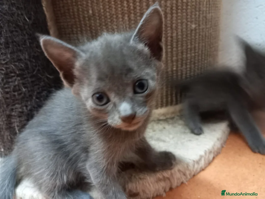 Azul Ruso gatos en venta: Azul ruso hipoalergénico  - Anuncio 4
