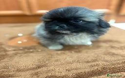Shih Tzu perros en venta: Shih tzu macho  - Imagen 12